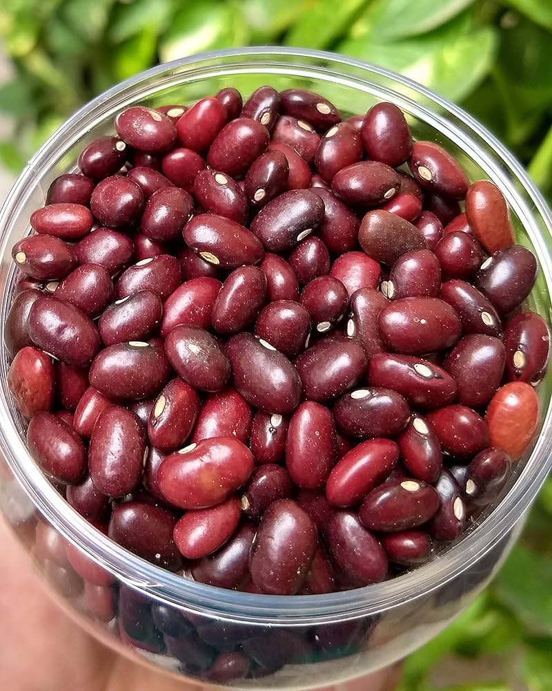 A top view photo of uncooked red rajma beans, dark red in color and used widely in Indian cooking
(कच्चे रेड राजमा की ऊपर से ली गई फोटो, गहरे लाल रंग की बीन्स जो भारतीय व्यंजनों में खूब इस्तेमाल होती हैं)