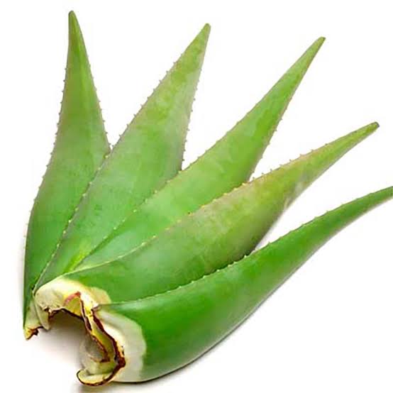 Aloe vera plant with its risks