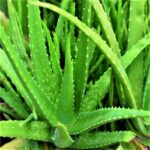 Aloe vera plant with gel showing health benefits and risks